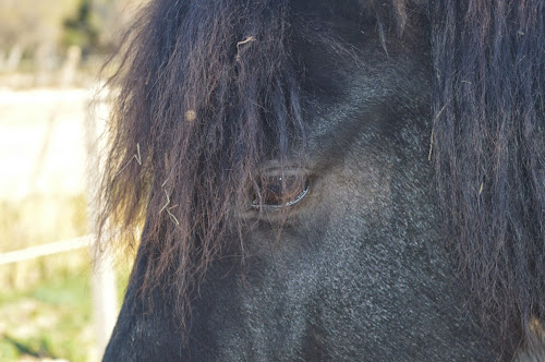 L'Equus Caballus à Leucate