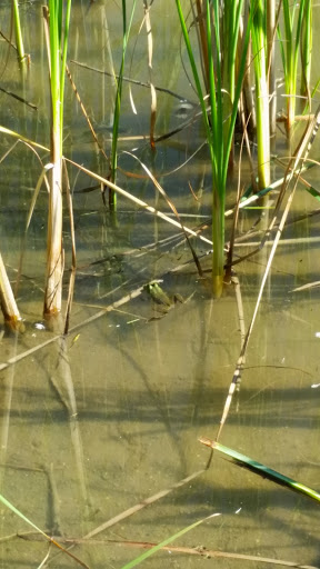 Nature Preserve «Greenbelt Forest Preserve», reviews and photos, 1110 S Green Bay Rd, North Chicago, IL 60035, USA
