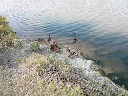 Park «Big Lake Park», reviews and photos, 3800 Rainier Rd, Plano, TX 75023, USA