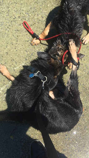 Park «Holcombe Rucker Park», reviews and photos, 280 W 155th St, New York, NY 10039, USA