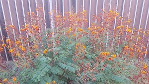 Bullard Wash Park - photo 18