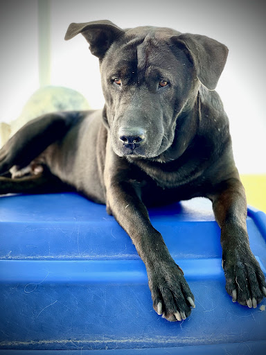 Kennel «Albany Pet Hotel», reviews and photos, 615 SE Madison St, Albany, OR 97321, USA