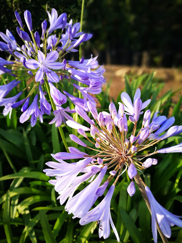 VIVERO NATIVA - Nogales