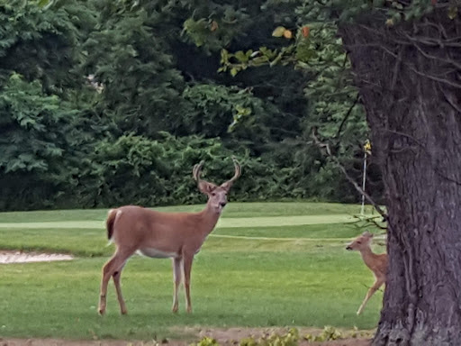 Golf Course «William F. Larkin Golf Course at Colonial Terrace», reviews and photos, 1003 Wickapecko Dr, Ocean Township, NJ 07712, USA