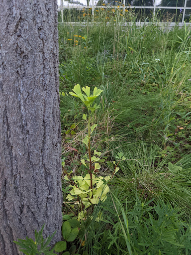 Nature Preserve «Ecosystem Preserve», reviews and photos, 3201 Burton SE, Grand Rapids, MI 49546, USA