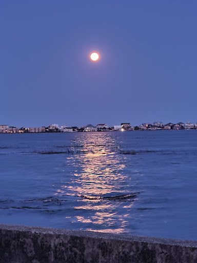 Surf Shop «Surf The Earth», reviews and photos, 47 Da Gullah Way, Pawleys Island, SC 29585, USA