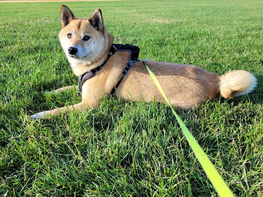 Park «Shedd Park», reviews and photos, 453 Rogers St, Lowell, MA 01852, USA