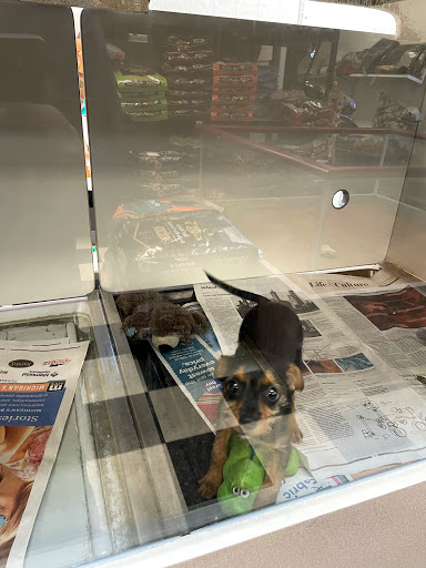 Pet Supply Store «Pet City Pets», reviews and photos, 1254 Ecorse Rd, Ypsilanti, MI 48198, USA
