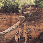 Photo n° 16 de l'avis de Pauline.r fait le 25/05/2021 à 21:00 pour Bioparc de Doué-la-Fontaine à Doué-la-Fontaine