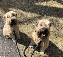 Denver Wag Walkers - Photo 7 - Car repair in , Highlands Ranch
