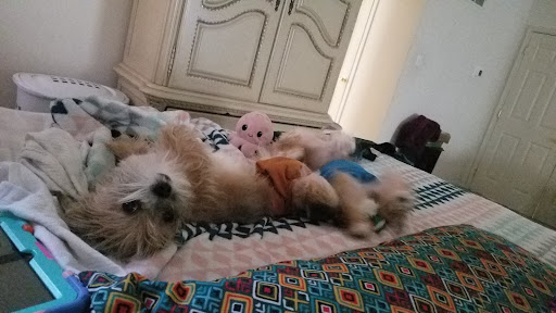 Pet Supply Store «Animal House», reviews and photos, 1509 S Black Horse Pike, Williamstown, NJ 08094, USA