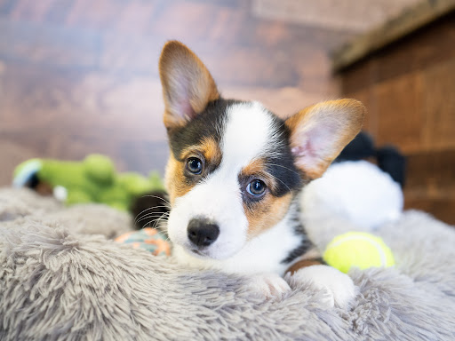 Pet Store «Petland of Plantation», reviews and photos, 801 S University Dr, Plantation, FL 33324, USA