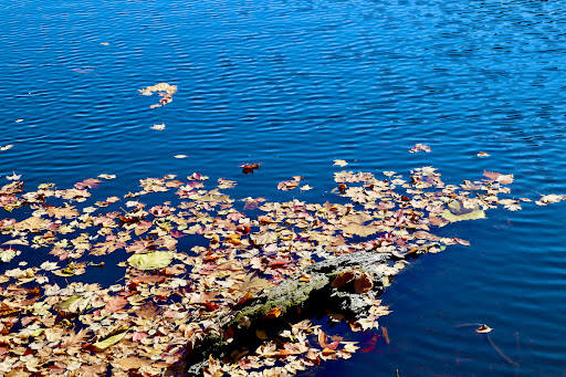 Park «Gorge Metro Park», reviews and photos, 1160 Front St, Cuyahoga Falls, OH 44223, USA