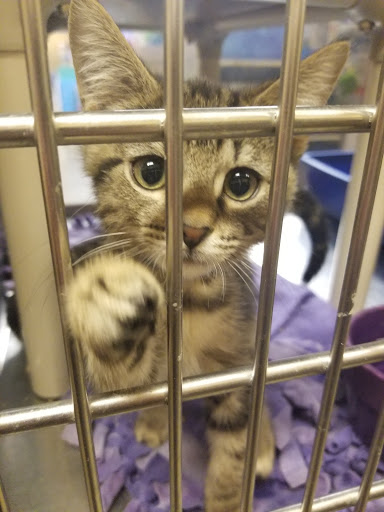 Pet Supply Store «PetSmart», reviews and photos, 9041 Snowden Square Dr, Columbia, MD 21045, USA