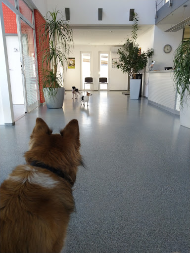Friedbert Moch veterinarian unter Waghäusel, 