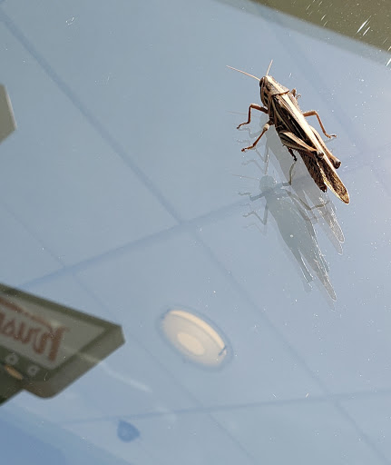 Bakery «Krispy Kreme Doughnuts», reviews and photos, 3860 S Campbell Ave, Springfield, MO 65807, USA