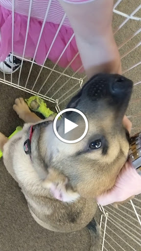 Pet Store «Fins And Feathers», reviews and photos, 222 Willow Ave, Honesdale, PA 18431, USA