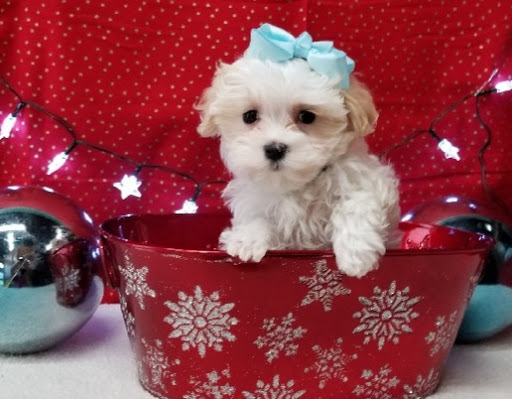 Pet Store «Happiness Is Pets», reviews and photos, 15647 94th Ave, Orland Park, IL 60462, USA