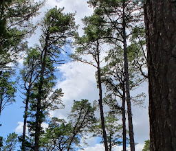 Newlands Forest picnic site photo