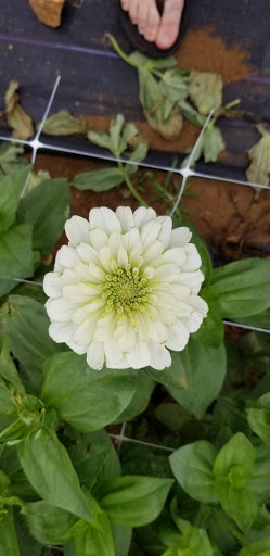 Florist «Pinewood and Posies», reviews and photos, 4547 White Oak Rd, Paradise, PA 17562, USA