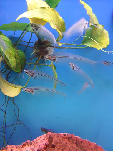 Pet Supply Store «Petco Animal Supplies», reviews and photos, 27111 167th Pl SE #113, Covington, WA 98042, USA