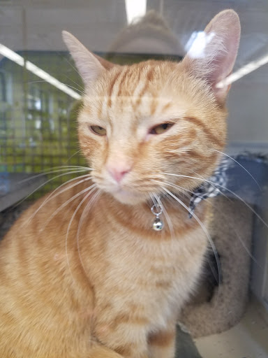 Pet Supply Store «Unleashed by Petco», reviews and photos, 515 El Camino Real #120, Menlo Park, CA 94025, USA