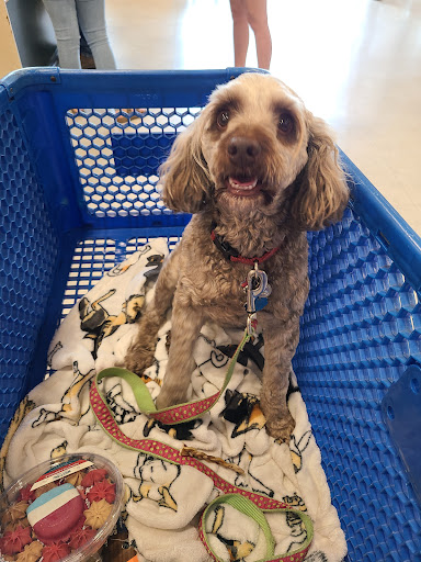 Pet Supply Store «PetSmart», reviews and photos, 1040 Cross Creek Dr, Saltillo, MS 38866, USA