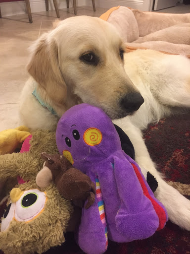 Pet Store «Wholesome Hound», reviews and photos, 198 Tamiami Trail N, Naples, FL 34102, USA