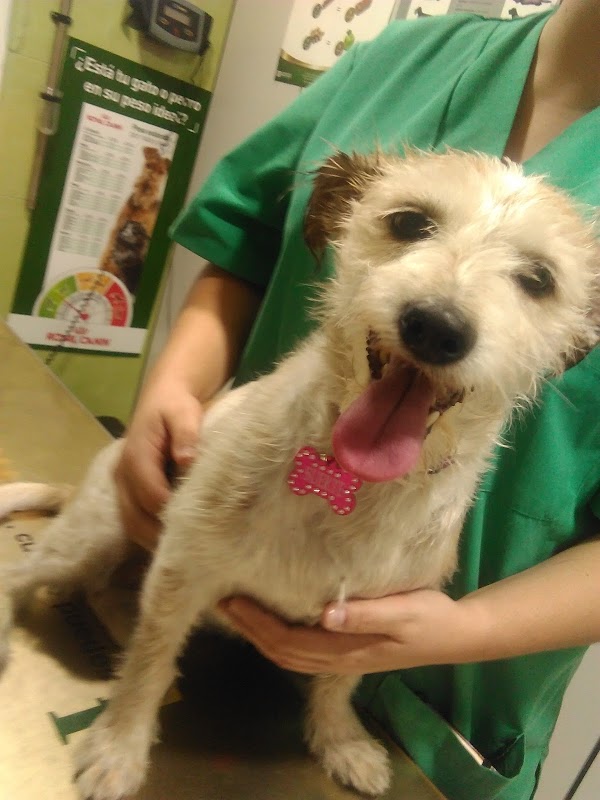 Clínica Veterinaria Andrada