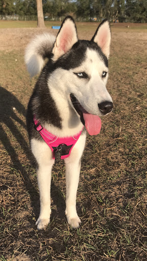 Pet Store «Pet Palace Nutrition & Boutique», reviews and photos, 3233 SE Maricamp Rd #101, Ocala, FL 34471, USA