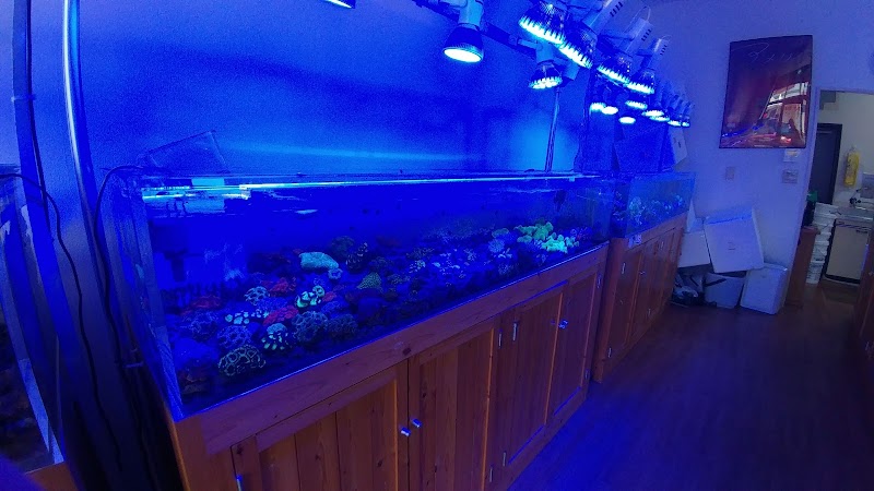 海水魚/サンゴ専門店ラパス