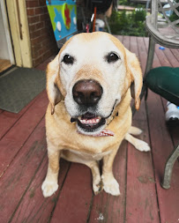 Foundations Animal Hospital - Photo 5 - Car repair in Jonesborough, TN, Kingsport