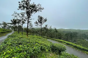 Nadugani Tea Estate View image