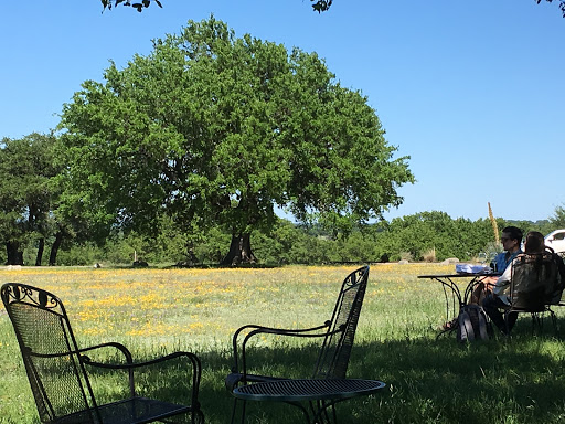 Wine Bar «Pedernales Cellars», reviews and photos, 2916 Upper Albert Rd, Stonewall, TX 78671, USA