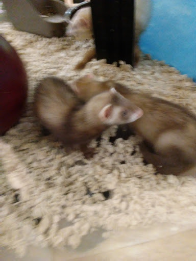 Pet Supply Store «Petco Animal Supplies», reviews and photos, 993 Branson Hills Pkwy, Branson, MO 65616, USA