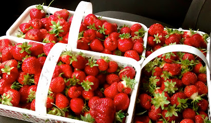 Fat Chance Farmstead, Kingston CSA Farm, Organic Strawberries