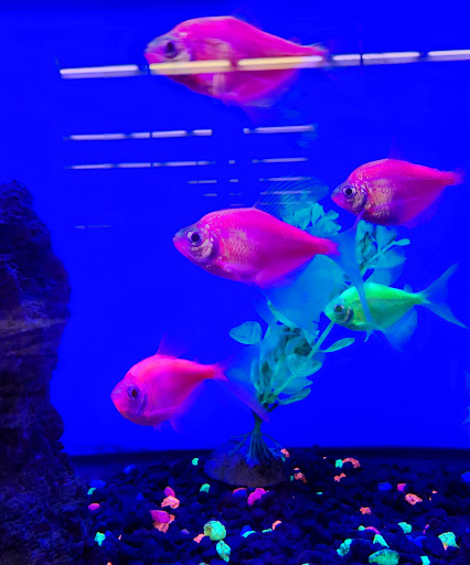 Pet Supply Store «Petco Animal Supplies», reviews and photos, 298 Spring Creek Drive, Franklin, TN 37067, USA