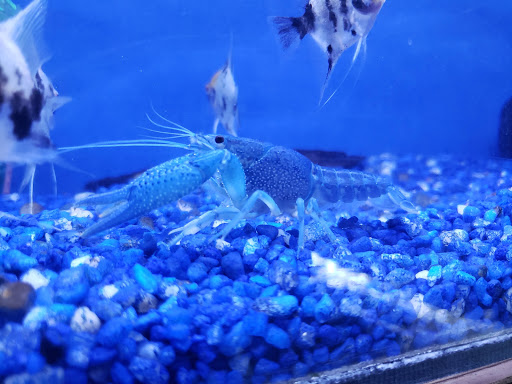 Tropical Fish Store «Delta Pet Center LLC», reviews and photos, 1370 Corporate Square Blvd, Slidell, LA 70458, USA