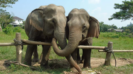 Mae Ram Elephant Rescued Park