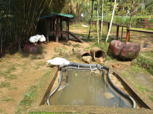 Rabbit Farm (Bukit Tinggi)