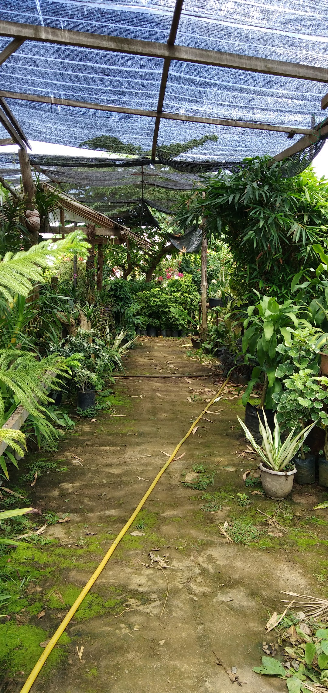 Ummi Rose Market Nursery