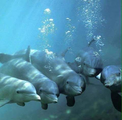 Dolphins Diving Center