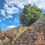 Photo n° 5 de l'avis de Sylvain.o fait le 02/08/2023 à 06:14 pour Zoo de Maubeuge à Maubeuge