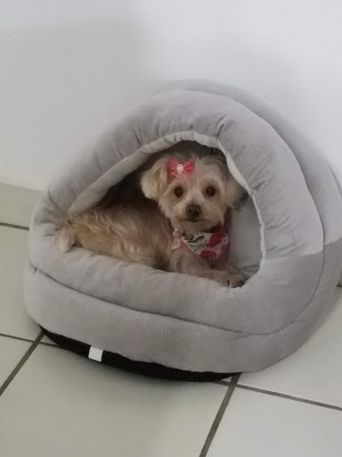 Pet Supply Store «Petco Animal Supplies», reviews and photos, 12014 SW 88th St, Miami, FL 33186, USA