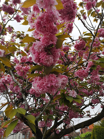 Kirsebærtræer, Ny Kongevej
