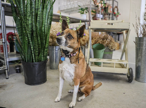 Florist «Donnelly Floral and Event Design», reviews and photos, 111 Sacramento St, Rio Vista, CA 94571, USA