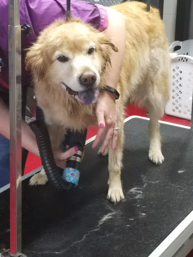 Car Wash «Quick Clean Car & Pet Wash Store, Ltd.», reviews and photos, 2500 Mayfair Rd, Akron, OH 44312, USA