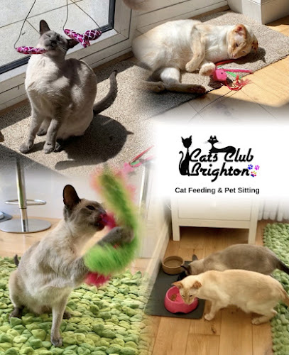 Reviews of Cats Club Brighton | Cat Feeding & Cat Sitting for Brighton & Hove in Brighton - Dog trainer