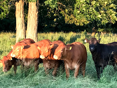 Bow Park Farm Limousin Cattle