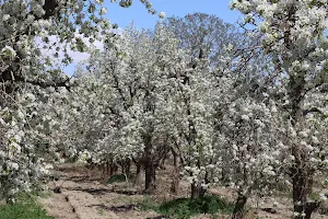 Mehrshahr Apple Orchard image